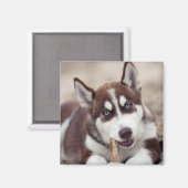 Siberian Husky Puppy op het strand Magneet (Voorkant / Achterkant)