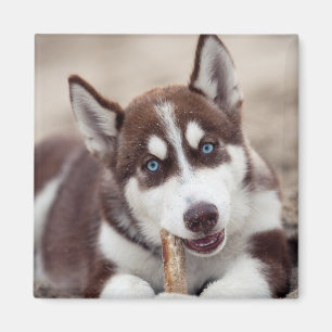 Siberian Husky Puppy op het strand Magneet
