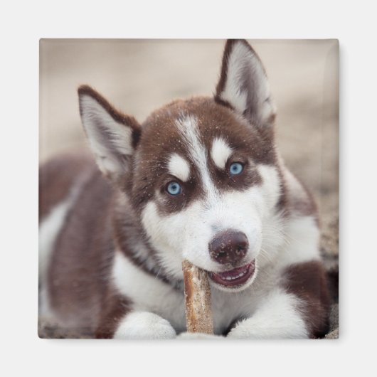 Siberian Husky Puppy op het strand Magneet (Voorkant)
