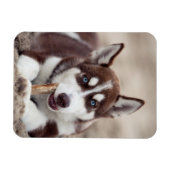Siberian Husky Puppy op het strand Magneet (Horizontaal)