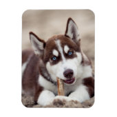 Siberian Husky Puppy op het strand Magneet (Verticaal)