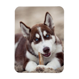 Siberian Husky Puppy op het strand Magneet