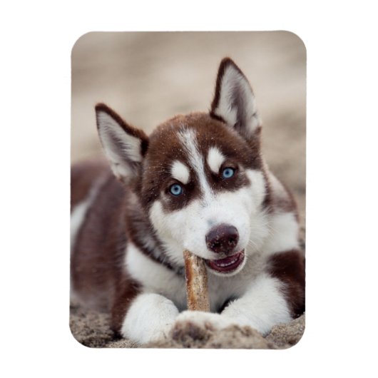 Siberian Husky Puppy op het strand Magneet (Verticaal)