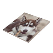 Siberian Husky Puppy op het strand Tegeltje (Zijkant)