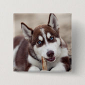 Siberian Husky Puppy op het strand Vierkante Button 5,1 Cm (Voorkant)