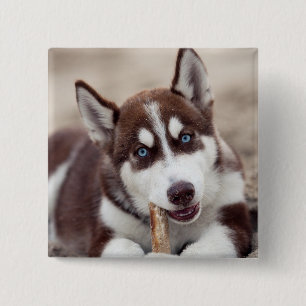 Siberian Husky Puppy op het strand Vierkante Button 5,1 Cm