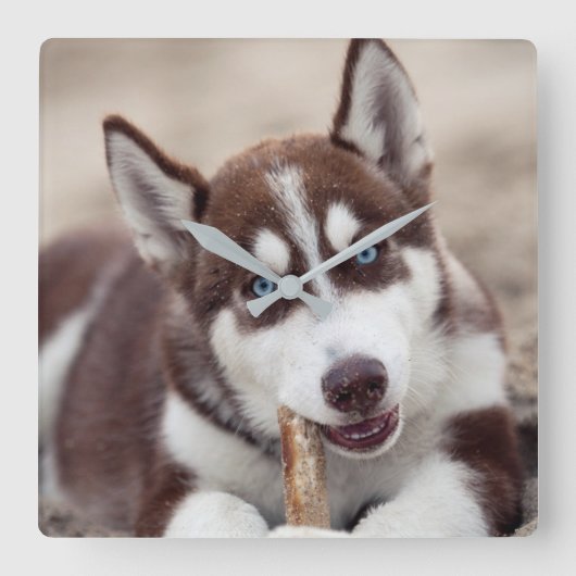 Siberian Husky Puppy op het strand Vierkante Klok (Voorkant)