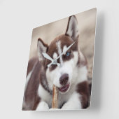 Siberian Husky Puppy op het strand Vierkante Klok (Hoek)