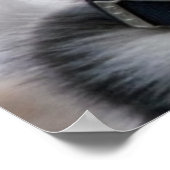 Siberian Husky Puppy poster (Hoek)