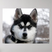 Siberian Husky Puppy poster (Voorkant)