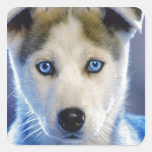 Siberian Husky Puppy Vierkante Sticker
