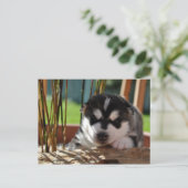 Siberian Husky Puppy with Bamboo Briefkaart (Staand voorkant)