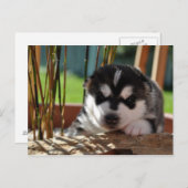 Siberian Husky Puppy with Bamboo Briefkaart (Voorkant / Achterkant)