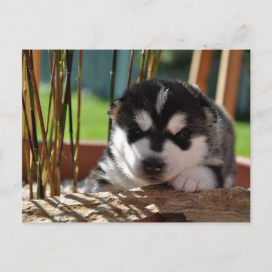 Siberian Husky Puppy with Bamboo Briefkaart (Voorkant)