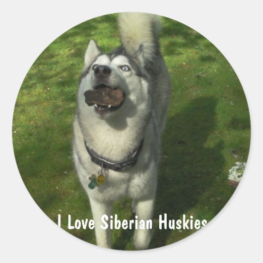 Siberian Husky Stickers (Voorkant)