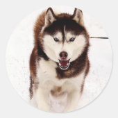 Siberian Husky Stickers (Voorkant)