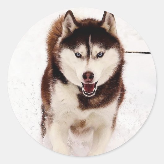 Siberian Husky Stickers (Voorkant)