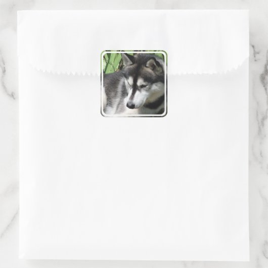 Siberian Husky Stickers (Tas)