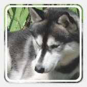 Siberian Husky Stickers (Voorkant)