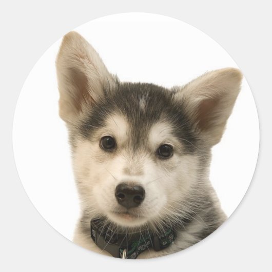 Siberian Husky Stickers (Voorkant)