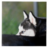 Siberian Husky Tegeltje (Voorkant)