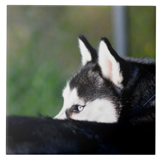 Siberian Husky Tegeltje (Voorkant)