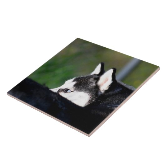 Siberian Husky Tegeltje (Zijkant)