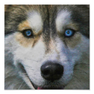 SIBERIAN HUSKY "VEEL OGEN" FOTO AFDRUK