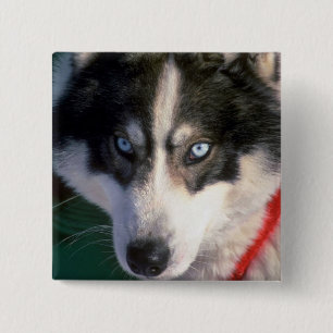 Siberian Husky Vierkante Button 5,1 Cm