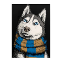 Siberian Husky Wearing a Scarf