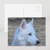 siberian husky white briefkaart (Voorkant / Achterkant)