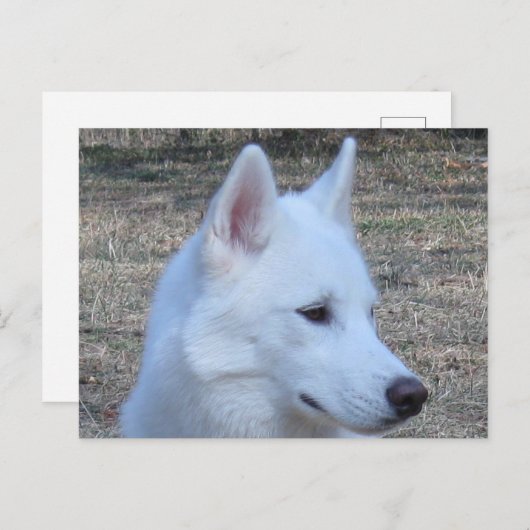 siberian husky white briefkaart (Voorkant / Achterkant)