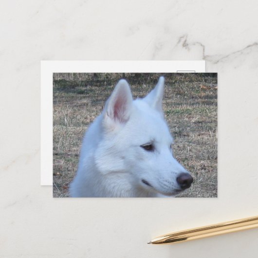 siberian husky white briefkaart (Voorkant / Achterkant in situ)