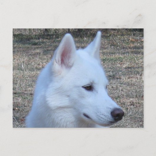 siberian husky white briefkaart (Voorkant)