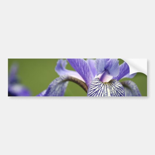 Siberian Iris Bumpersticker (Voorkant)