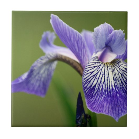 Siberian Iris Trivet Tegeltje (Voorkant)