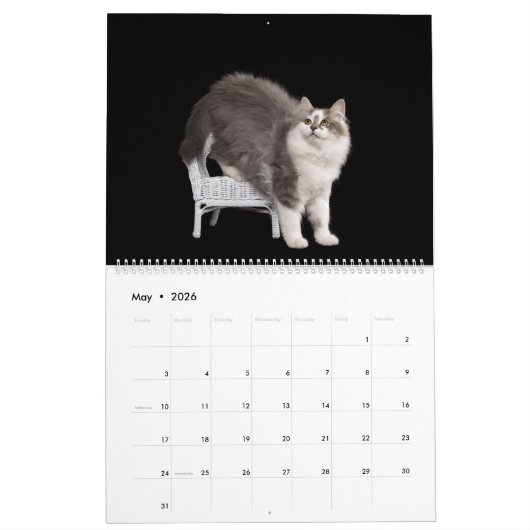 Siberian Kittens Calendar Kalender (Mei 2026)