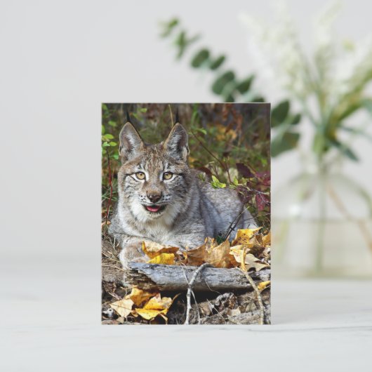 Siberian Lynx Briefkaart (Staand voorkant)