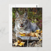 Siberian Lynx Briefkaart (Voorkant / Achterkant)