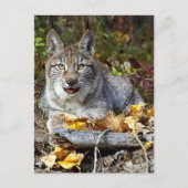 Siberian Lynx Briefkaart (Voorkant)