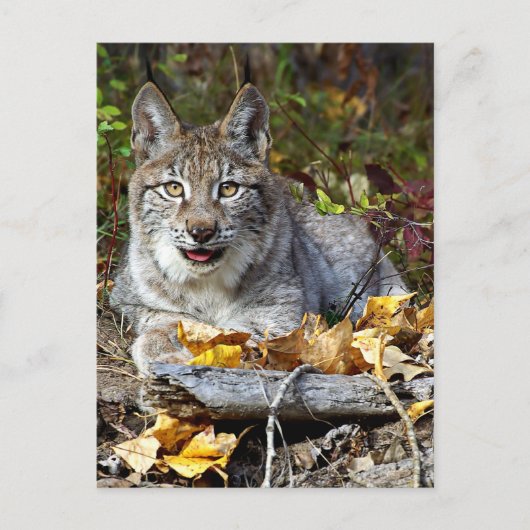 Siberian Lynx Briefkaart (Voorkant)