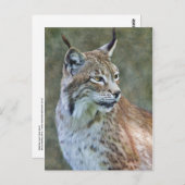 Siberian Lynx Briefkaart (Voorkant / Achterkant)
