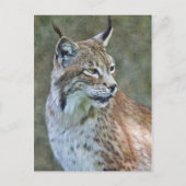 Siberian Lynx Briefkaart (Voorkant)