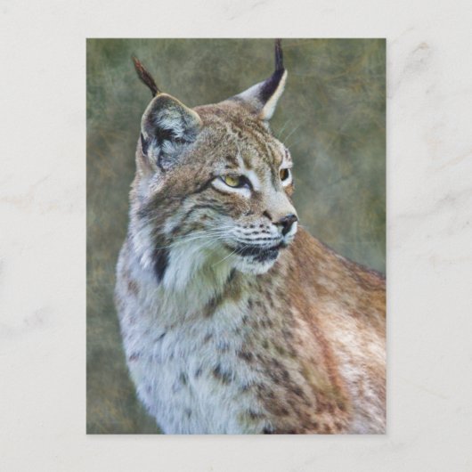 Siberian Lynx Briefkaart (Voorkant)