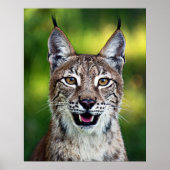 Siberian Lynx - glimlachen Poster (Voorkant)