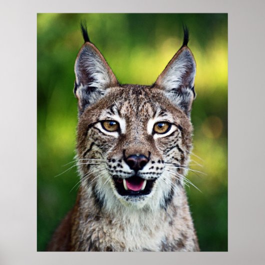 Siberian Lynx - glimlachen Poster (Voorkant)