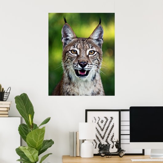 Siberian Lynx - glimlachen Poster (Thuiskantoor)