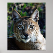 Siberian Lynx-profiel Poster (Voorkant)
