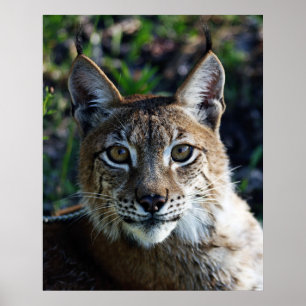 Siberian Lynx-profiel Poster