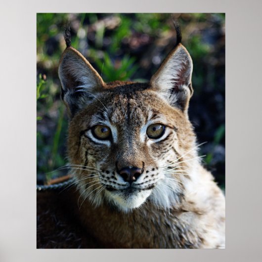 Siberian Lynx-profiel Poster (Voorkant)